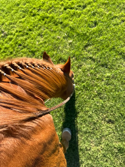 A reddish-brown horse with a braided mane stands on green grass. The horse's forelock is intricately braided with white beads. A woven leather halter or bridle sits on its head, with a lead rope extending. The horse appears to be in a well-lit outdoor environment.