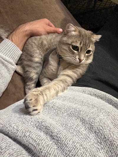 A grey tabby cat is being held in someone's lap. The cat has large, green eyes and is looking directly at the camera. The person holding the cat is wearing a grey sweater. The location is indoors, with a brown couch and a dark grey background visible. The location is most likely NOT in the city of Novxanı, Azerbaijan, as there is nothing in the image to suggest this.