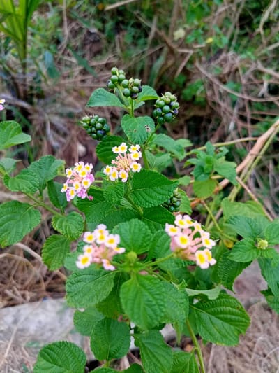 In Gampong Teungoh, Indonesia, a close-up, eye-level, medium shot captures a flowering plant with clusters of small, light pink and yellow flowers. The plant also bears clusters of unripe, green berries and some partially ripened, dark berries. Lush green leaves with visible veins surround the blooms and berries. The background is softly blurred, showing dry grass and foliage, suggesting an outdoor, natural setting. The lighting is overcast, providing diffused illumination.