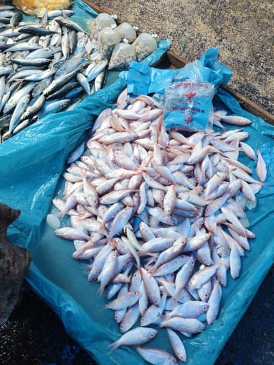 A variety of fish is displayed for sale. Darker, silver-colored fish are piled on the left, while smaller, light pink fish fill a blue tarp in the center. Several bags of unknown contents are situated between the two types of fish. A plastic bag with red writing is on top of the pink fish. The background consists of a rough, gray surface.