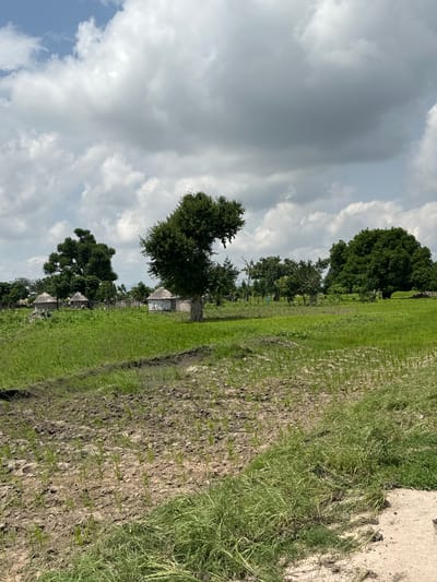 The image depicts a rural landscape in Garin Dogo, Nigeria, under a cloudy sky, suggesting it is either morning or afternoon. The scene is dominated by a field with rows of young green shoots emerging from the dark soil, indicating agricultural activity. To the left of the field, a line of trees stands tall, with several small, thatched-roof huts nestled amongst them, suggesting a small settlement. The overall impression is one of a tranquil, rural environment, likely a village or farming community. The weather appears overcast, with large, gray clouds filling much of the sky, hinting at potential rain. There is no visible text in the image.