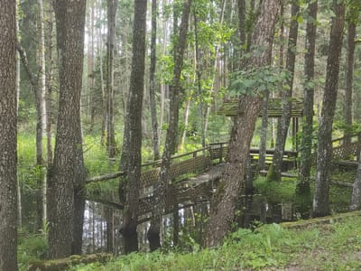 The image depicts a serene forest scene, likely in the vicinity of Літвенскі сельскі Савет, Belarus. In the foreground, several large trees with textured bark dominate the view. Between these trees, a body of water reflects the surrounding foliage and the sky. A wooden walkway or bridge with a lattice railing crosses over the water, disappearing into the trees on the far side. Beyond the walkway, a wooden gazebo or shelter with a roof is visible, nestled among the trees. The ground is covered in lush green grass and undergrowth, indicating a natural, possibly park-like, environment. The overall impression is one of tranquility and natural beauty.