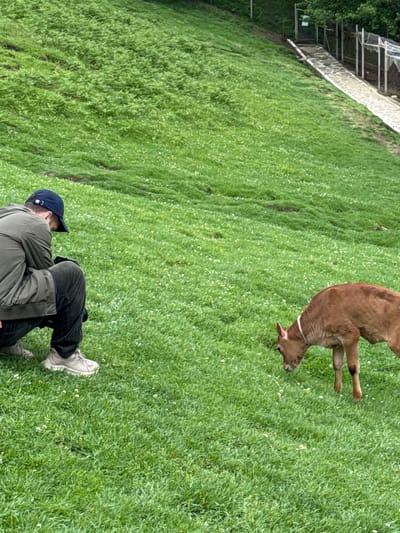 A man in a green jacket, black pants, and a blue baseball cap kneels on a grassy field. He is wearing light-colored sneakers. A light brown calf with a white neck band grazes nearby. The field is covered in green grass with small white flowers. A fence and some buildings are visible in the background. The location is Progress, Russia.