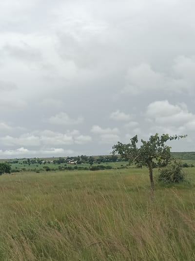 The image depicts a wide, open grassland with tall, dry grasses in the foreground, swaying gently. A single, moderately sized tree with sparse green leaves stands to the right of the frame, its branches reaching outwards. In the middle ground, a distant village or settlement is visible, characterized by scattered houses with red roofs and a cluster of green trees. The background consists of rolling hills covered in vegetation under a cloudy, overcast sky. The scene appears to be set in a rural, possibly agricultural area. The location is identified as North Ropp, Nigeria.
