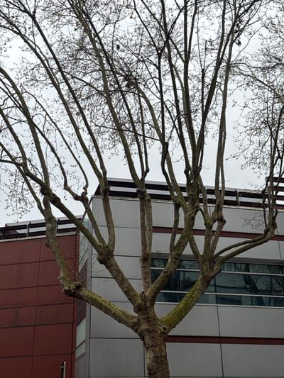 An urban scene in Boulogne-Billancourt, France, is depicted under an overcast, light gray sky. The central subject is a large, leafless deciduous tree, likely a pollarded Plane tree, with numerous slender, upward-reaching branches originating from knobby cuts on thicker limbs. The tree's bark exhibits a textured, mottled appearance with patches of green lichen, particularly on its lower sections. Scattered dark, spherical seed pods are visible among the upper branches. In the background, two modern buildings are partially obscured by the tree. To the left, a building features a reddish-brown paneled facade. To the right, another building displays a light gray or silver metallic paneled facade with a large section of reflective windows on its lower visible portion, mirroring the sky and tree branches. Both buildings have dark, horizontal coping or railing structures at their rooftops. No individuals, animals, or explicit actions are present in the frame. The overall environment is one of an urban setting with architectural structures and natural elements.