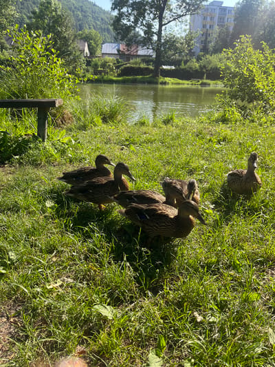 This image depicts a group of ducks gathered on a grassy bank next to a body of water. The ducks are primarily brown and patterned, with several individuals visible in various positions, some preening and others appearing to interact with each other. The surrounding area is lush with green grass and foliage, suggesting a natural or park-like setting. In the background, a calm body of water reflects the surrounding greenery and a building. Further in the distance, a building complex and a hillside covered in trees are visible. The lighting suggests it is a sunny day, likely daytime, casting shadows on the grass. The overall scene is serene and peaceful, with the ducks appearing comfortable in their environment. No visible text is present in the image.