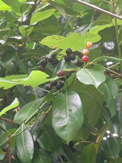 This is a close-up, vertical, medium-shot photograph of a branch with green leaves and berries, likely taken outdoors in a natural setting. The berries are at various stages of ripeness, with some appearing bright red, others a lighter orange or yellow, and many dark, almost black. The leaves are a glossy dark green and appear healthy, with some showing slight imperfections. The background is filled with more green foliage, suggesting a dense, leafy plant or tree. The lighting appears to be natural daylight, possibly overcast, as there are no harsh shadows. The focus is on the berries and the immediate leaves around them, with the background being slightly blurred. There is no visible text, people, or any indication of a specific activity or event. The setting of Makhvilauri, Georgia, is provided as context but is not visually evident in the image itself.