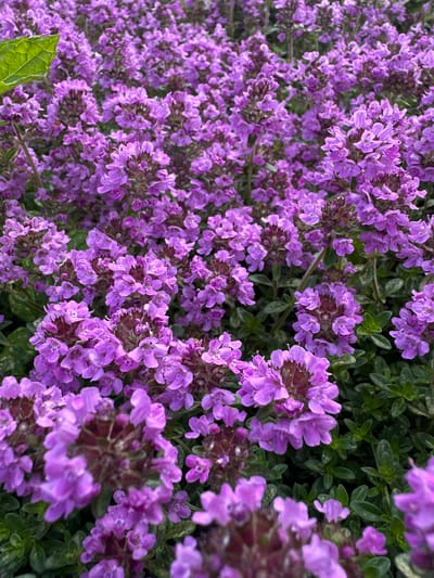 The image displays a dense patch of blooming thyme, characterized by clusters of small, vibrant purple flowers. The flowers are abundant, creating a carpet of color with some slight variations in shade. The green foliage of the thyme is visible beneath the blossoms, providing a contrasting backdrop. A single green leaf, likely from a different plant, is partially visible in the upper left corner. The scene is natural and appears to be outdoors, with the shallow depth of field blurring the background and foreground elements, emphasizing the textured bloom of the thyme. There are no people or discernible structures in the image, and no specific location within Kosherovo, Russia can be identified.