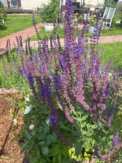 In the foreground, a cluster of tall, purple salvia flowers with some faded pink and white roses at their base is visible. The flowers are densely packed on tall stems. The background shows a well-maintained garden area with green grass, a reddish-brown brick path, a light-colored wooden deck with a house behind it, and a white Adirondack chair. The scene suggests a sunny day in a suburban or rural setting, likely a backyard in Лотос Снт (марьино), Russia, given the typical appearance of such gardens and the presence of common garden plants. No people are present in the image.