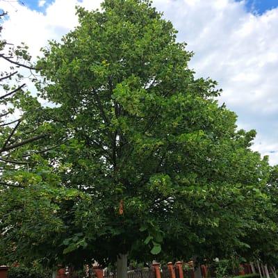 This is a full, eye-level shot of a large, lush green linden tree with a light-colored trunk, casting a shadow on a brick fence with black metal railings. The tree has numerous small, light green leaves and what appear to be developing seed pods or flowers. Behind the tree, a cloudy sky with patches of blue is visible. The fence is topped with ornate brickwork and is set against a backdrop of greenery, including rose bushes with red and pink flowers. The image was taken in Tairove, Ukraine. There are no people or animals visible in the frame.