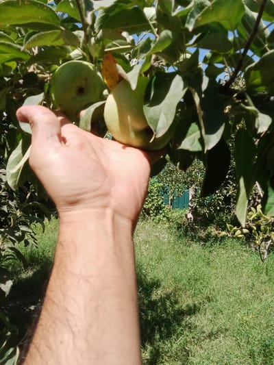 The image captures a first-person perspective of a human hand reaching for a green apple hanging from a tree. The hand is positioned in the lower center of the frame, with the arm extending downwards out of view. The apple, along with other foliage, is in focus and occupies the upper portion of the image. The background reveals a sunlit grassy yard with a green fence visible in the distance. The overall setting suggests an outdoor scene, likely a garden or orchard, consistent with the city of Karagana, Uzbekistan, given the presence of apple trees and a rural-like environment.