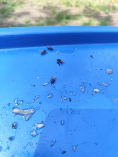 The image shows a close-up of a blue plastic surface, possibly a lid or container, outdoors. Several flies are visible on the surface, some appearing dead or incapacitated. The surface is wet and littered with small debris, including what appear to be food particles and possibly water droplets. In the background, out of focus, there is a suggestion of green foliage and a sandy or dirt path, indicating an outdoor environment. The scene does not contain any people or specific landmarks that would pinpoint a location within Жоғарғы Үбі ауылдық округі, Kazakhstan. It is a macro shot focused on the flies and the wet, debris-covered blue surface.