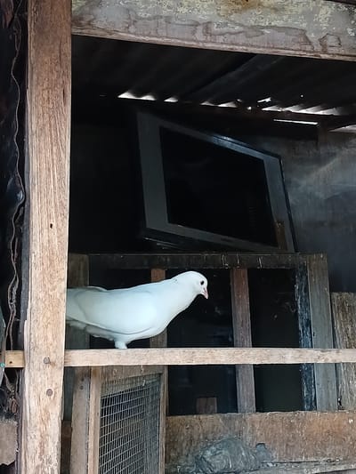 A white pigeon stands on a wooden perch inside a rustic structure that appears to be a coop or shelter. The pigeon faces left, with its head slightly lowered. Behind the pigeon, a dark, flat-screen television is propped up on a wooden frame. The environment is characterized by aged and weathered wood, corrugated metal roofing with some gaps allowing light to filter through, and a rough concrete or dirt floor. A wire mesh enclosure is visible below the pigeon. The scene is dimly lit, with the natural light creating shadows.