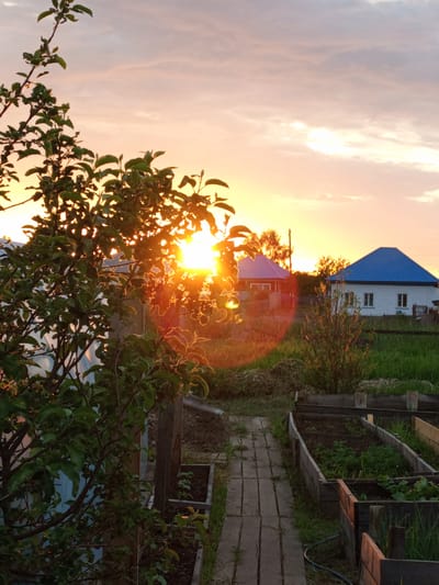 The image depicts a sunset scene in a rural setting, likely a dacha or village outside of Pankrushikha, Russia. In the foreground, a tree with green leaves is silhouetted against the bright orange and yellow sky, with the sun's rays filtering through its branches. A path made of wooden planks leads away from the viewer towards two houses with blue roofs in the middle ground. The houses are white and appear to be of modest size. To the right of the path are raised garden beds, some of which contain small green plants. The overall impression is one of a peaceful, late-day rural landscape. There are no people or animals visible in the image.