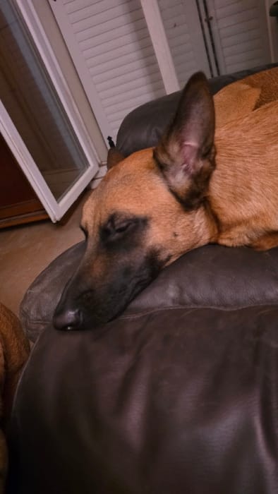 The image depicts an indoor scene in Magny-les-Hameaux, France. A medium-sized dog with reddish-brown fur, a black muzzle, and closed eyes is observed resting or sleeping. Its head is positioned on a dark brown, upholstered cushion, consistent with a sofa or armchair. The dog's right ear is erect. In the upper-left background, a white-framed window or door is partially visible, behind which horizontal white louvered shutters are present. A segment of a brown floor is visible in the lower-left background.