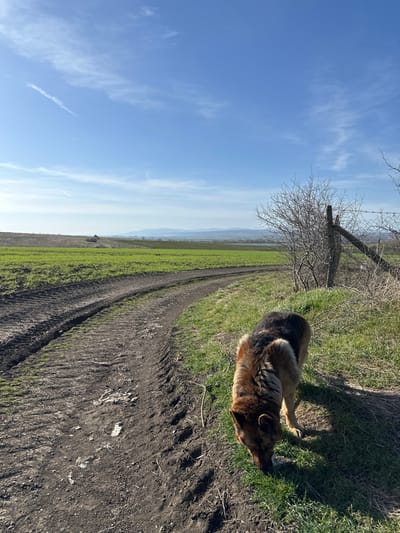 The image displays an outdoor rural landscape in Krumovo Gradishte, Bulgaria, under a clear blue sky sparsely populated with wispy white clouds. In the foreground, a tan and black German Shepherd type dog, seen from a high angle, is positioned in the lower right quadrant, with its head lowered, actively sniffing or foraging in the green grass adjacent to a dirt track. The unpaved track, bearing distinct vehicle tire impressions, curves from the lower left into the middle distance. To the immediate right of the track, a rudimentary fence line with a weathered wooden post and barbed wire is partially visible, interspersed with thorny, leafless bushes. Beyond the track, expansive green cultivated fields stretch into the middle ground, with a section of darker, possibly tilled, land further to the left. In the far distance, a body of water is discernible, bordered by a range of hazy blue mountains or hills, with faint man-made structures visible on the distant horizon.