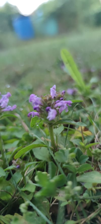 The image shows a close-up, low-angle view of a cluster of small purple flowers growing in lush green grass. The flowers are delicate, with multiple petals on each bloom, and appear to be slightly wet, suggesting recent rain or dew. The background is softly blurred, with hints of green foliage and two out-of-focus circular shapes, one appearing blue and the other a lighter, greenish-blue. The lighting is soft, indicating an overcast day or early morning/late evening. There are no people or animals visible in the frame. The scene is likely an outdoor natural setting, potentially a garden or park area within Liebenburg, Germany, given the context.