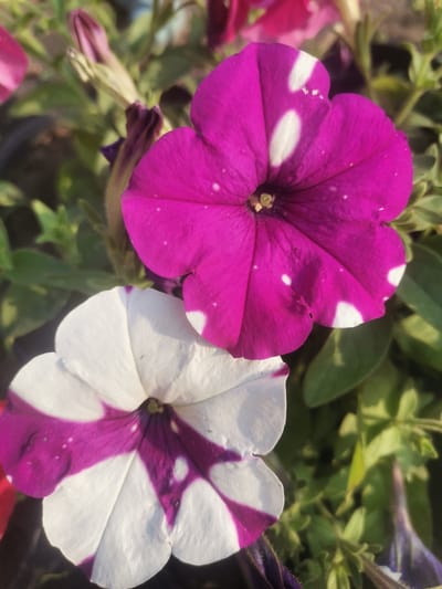The image shows a close-up view of two petunia flowers in bloom, with a focus on their distinctive color patterns. The flower in the upper portion of the image is predominantly magenta with irregular white spots. The flower in the lower portion of the image is white with broad magenta stripes and a few white spots. Both flowers have five petals and a dark center. Green foliage and a partially visible bud are visible in the background. The lighting suggests an outdoor setting, likely during daylight. The scene appears to be a garden or park environment. There is no information available to determine the specific location within Zlatopil, Ukraine.