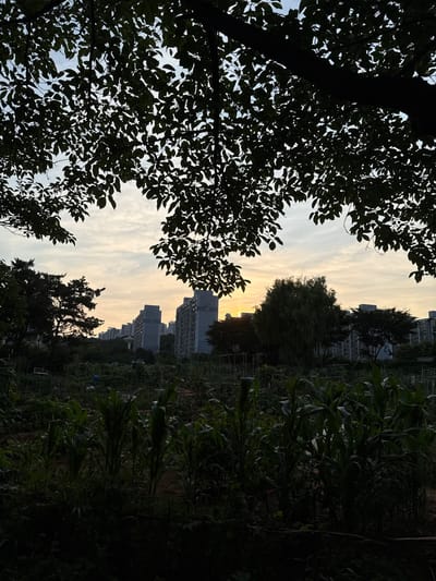 An outdoor, horizontal, low-angle shot taken in Ansan, South Korea, shows a sunset sky above an urban garden. Silhouetted tree branches and leaves frame the top and sides of the image. Below, the garden is planted with rows of corn stalks and other crops, partially obscured by the shadows. In the background, apartment buildings rise against the pale, cloudy sky. The sun is visible as a hazy orange glow low on the horizon.