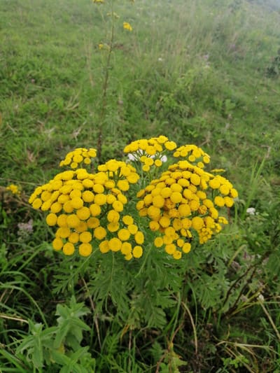 The image shows a close-up view of a cluster of bright yellow flowers with a green, grassy background. The flowers are small and button-like, arranged in rounded clusters on green stems. The background is predominantly green, with variations in tone and texture suggesting a natural, outdoor environment. There are no people visible in the image, and no specific man-made structures or objects are identifiable. The lighting appears to be natural daylight, casting soft shadows. The overall impression is one of natural beauty and a focus on the flora. The location in Krasnoluka, Ukraine, is not visually discernible from the image itself.