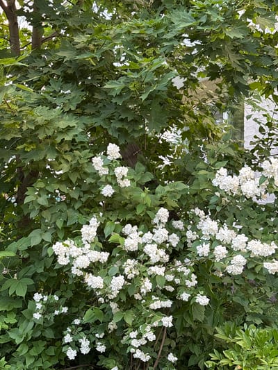 A medium shot shows a dense green foliage of a tree and a flowering shrub with clusters of white blossoms. The tree has large, maple-like leaves. The flowering shrub's branches are laden with small, multi-petaled white flowers that are tightly clustered together. The background is partially obscured by the greenery, but hints of a white brick building and a window are visible. The scene appears to be in an outdoor setting, likely a garden or park.