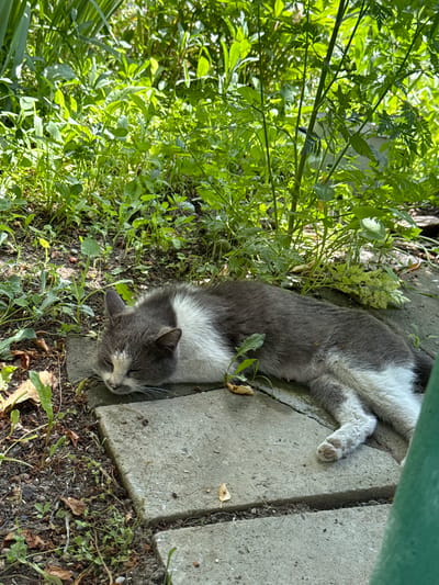 A domestic cat, exhibiting a grey and white bicolour pattern, is observed sleeping on its left side on a series of light grey concrete paving slabs. Its head, featuring a white blaze extending from the nose to between the eyes, rests on a slab with its eyes closed. White fur covers the cat's muzzle, chest, belly, and front legs, while the dorsal aspect and head are grey. Prominent white whiskers are visible. The cat's lower torso displays several visible nipples, consistent with a female and possibly a lactating animal. Small reddish-brown specks are present on the grey fur of its midsection. The white fur on its paws appears somewhat soiled and matted.

The paving slabs are bordered by dark brown soil containing scattered organic debris, including dried leaves and small plant matter. A dense proliferation of various green plants, including broad-leafed species and fine, feathery foliage, surrounds the cat and forms a verdant backdrop. The environment is intensely illuminated by natural sunlight, casting highlights on the vegetation and producing discernible shadows. A blurred, out-of-focus green object occupies the lower right corner of the foreground. This scene is located in Taperakan, Armenia.