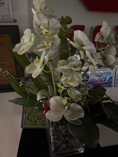 The image shows a vase of artificial white orchids with yellow centers. The orchids are arranged in a clear glass vase filled with small gray and white pebbles. Some of the orchid stems have thin, dark, twisted branches and a few red berries. In the background, there are framed documents and what appear to be license plates or signs with text and numbers. One sign is blue and white with the number "08574" prominently displayed. The overall scene suggests an indoor setting. The license plates are consistent with those used in the Philippines, and the mention of "QUEZON CITY, PHILIPPINES" implies that this is the location of the scene. The image is taken from a slightly high angle, looking down at the orchids.