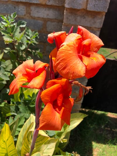 The image displays a close-up, eye-level perspective of a Canna Lily plant featuring multiple vibrant orange-red blooms. The flowers, characterized by broad petals, are clustered on a sturdy, reddish-purple stalk, with some showing slight browning on their edges. Below the flowers, large, lance-shaped leaves exhibit a variegated pattern of green and yellow stripes. The background, rendered out of focus, includes a brick wall composed of light grey rectangular blocks. To the left, dense green foliage is visible. To the right, a dark, shadowed void suggests an architectural opening or recess, with a patch of green grass visible at the base. The scene is illuminated by direct sunlight, casting distinct shadows. No individuals, animals, or overt actions are depicted. This scene is located in Ennerdale, South Africa.
