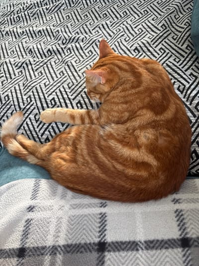 An orange tabby cat is curled up asleep on a blanket with a black and white geometric pattern. The cat is positioned on its side, with its head tucked in and its tail curled around its body. The blanket appears to be soft and plush, with a slightly textured surface. The scene suggests a comfortable and relaxed atmosphere. The image does not contain any information about the location in the city of Natukhayevskaya, Russia.
