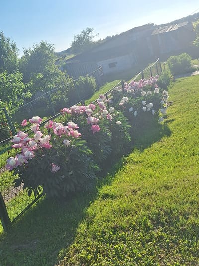 In Цімкавіцкі сельскі Савет, Belarus, this image captures a sunlit outdoor scene dominated by lush green grass and blooming peony bushes. Two clusters of peonies, one predominantly pink and white and the other a mix of pink and white, are visible along a black metal fence. The fence runs diagonally across the lower left portion of the image. Behind the peonies and fence, a weathered structure with a corrugated metal roof is partially visible, suggesting a rural or semi-rural setting. Trees and foliage are present in the background, and the sky is a clear, bright blue with the sun causing some lens flare and a hazy effect on the distant structures. There are no people or animals visible in the frame.