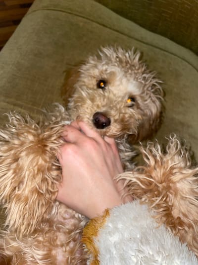 The image shows a tan poodle-type dog lying on a green, textured sofa. A human hand is partially visible, seemingly interacting with the dog. A fluffy, white and tan blanket is also present. The location of the image in Aratashen, Armenia cannot be determined.