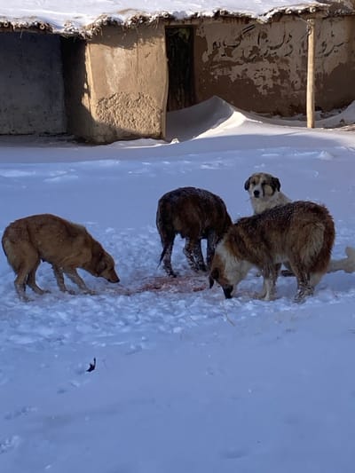 In Kan Mehtarzai, Pakistan, a snowy outdoor scene depicts four dogs in daylight. The foreground and midground consist of a uniform layer of snow. In the immediate background, three weathered, mud-built structures with snow-covered, possibly thatched, roofs are visible. One structure features a dark, open doorway.

Four medium-sized dogs are present. Three dogs are actively feeding from a reddish area on the snow, consistent with blood or animal remains. A light brown dog on the left has its head lowered to the snow. A dark brown dog, facing away, also has its head down, engaged in feeding, with its lower legs appearing wet or dirty. A shaggy brown and white dog on the right similarly has its head down, feeding. A fourth dog, with light fur and dark eye markings, stands centrally behind the other two feeding dogs, looking directly towards the viewer. Sparse dry plant matter protrudes from the snow in various locations.