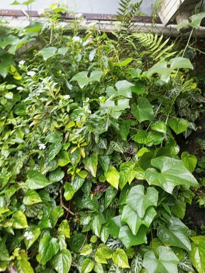 A lush, vertical garden displays a tapestry of verdant foliage. Ferns cascade from a metal fence, intermingling with heart-shaped leaves of climbing plants. Betel leaves add a glossy texture, and other varieties with mottled patterns contribute visual depth. Scattered white flowers punctuate the scene. The overall impression is one of dense, thriving greenery against a backdrop of infrastructure.