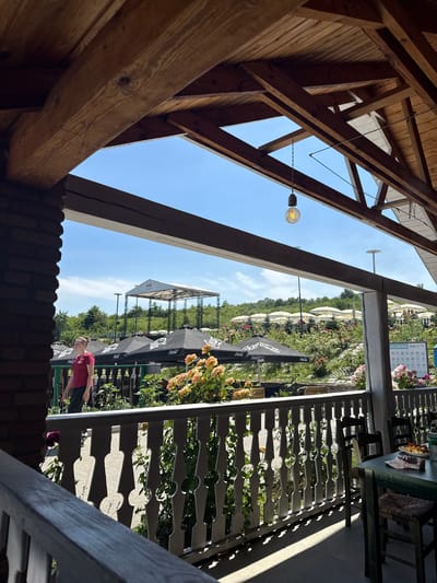 The image depicts an outdoor seating area with a wooden roof structure and a railing. In the background, a stage is visible, along with numerous white umbrellas and rose bushes. A person wearing a red t-shirt and dark pants is walking on a paved path. Several black umbrellas with Coca-Cola branding are set up. The scene appears to be at a venue in Puhoi, Moldova, possibly a restaurant or event space, given the presence of tables and chairs, and the overall ambiance. The lighting suggests it is daytime.