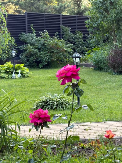 A close-up, eye-level shot captures a vibrant fuchsia rose in full bloom, its petals unfurling against a blurred background of a lush green garden. The rose is positioned in the foreground, slightly off-center to the left, with its stem extending upwards towards the top of the frame. Behind the rose, a paved pathway, laid with light-colored bricks, runs horizontally across the mid-ground. The pathway is partially obscured by green foliage and the lower branches of the rose bush.

Further back, a well-maintained lawn stretches across the scene, dotted with scattered yellow wildflowers. Two white garden ornaments, resembling ducks, are positioned on the lawn amidst a cluster of hosta plants. A black lamppost with an ornate glass lantern stands to the left of the ornaments.

The background is dominated by dense green foliage, including bushes and trees, creating a natural, verdant setting. A dark, horizontal slatted fence runs across the upper portion of the image, marking the perimeter of the garden. Sunlight dapples through the leaves, suggesting a warm, late afternoon or early morning light. The scene appears to be a residential garden, possibly located in the city of Zimyonki (Zimenki, Zimenka), Russia, given the context provided. No people are visible in the image.