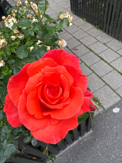 A close-up, high-angle shot showcases a vibrant red rose in bloom, positioned in the lower-left quadrant of the frame. The rose's petals are tightly furled in the center, gradually opening outwards, with the outermost petals slightly drooping. Behind and to the left of the rose, a cluster of smaller, pale yellow and white roses are visible, some appearing wilted. The background consists of a grey, patterned stone pathway, intersected by thin strips of green moss or grass. To the right of the pathway, a dark grey wooden fence with vertical slats runs along the edge. The scene is consistent with an outdoor setting in a public space, such as a park or garden, potentially located in Frederiksberg, Denmark, given the context. No people or animals are present in the image. The lighting suggests an overcast or shaded environment.