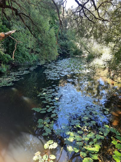This image depicts a tranquil, sun-dappled canal in Mar'ino, Russia, surrounded by lush, overgrown vegetation. The water's surface is partially obscured by a dense carpet of lily pads, many of which are adorned with small yellow flowers. The canal is framed by the dappled sunlight filtering through the branches of overhanging trees, creating a serene and natural atmosphere. The canal banks are heavily wooded, with dense foliage and trees contributing to the secluded feel of the scene. There are no people visible in the image, and the scene is static, evoking a sense of peace and natural beauty.
