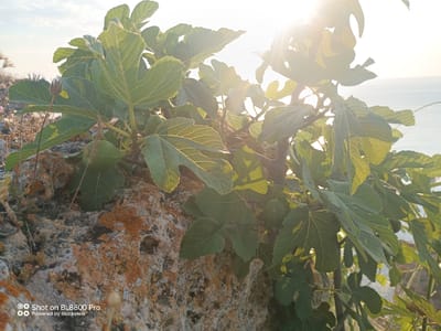 A fig tree with green leaves and unripe figs grows on a rocky outcrop near the sea in Kamen Bryag, Bulgaria. The sun shines brightly through the leaves, creating a lens flare effect. The rocky surface is covered in lichen and moss. In the background, the sea is visible under a clear sky. A watermark at the bottom of the image reads "Shot on BL8800 Pro Powered by Blackview."
