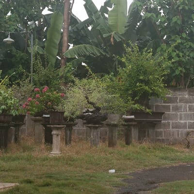 A collection of potted bonsai trees sit on pedestals in front of a block wall. The bonsai trees are all different species, but they are all trimmed and shaped in the traditional bonsai style. The trees are all in pots, and the pots are all on pedestals. The pedestals are all made of different materials, but they are all painted a light color. The scene appears to be a small garden or courtyard in front of a residential building in Kecamatan Asembagus, Indonesia, based on the coordinates provided. There is a large banana plant behind the trees. The foliage is lush and green, and the trees are casting shadows on the ground. The ground is covered in grass and gravel. The sky is overcast, and the light is soft.
