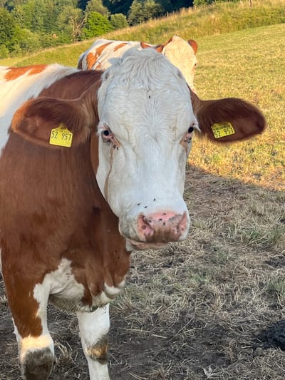 The image shows a close-up, rotated view of a brown and white cow lying on dry, grassy ground, likely in Wiera, Germany. The cow's head is tilted upwards, with its mouth open slightly and its tongue visible. It has dark eyes and a pink muzzle with dark spots. A yellow ear tag with the number "52 957" is clearly visible on its right ear. Another tag, partially obscured, is visible on its left ear. The cow's fur is a mix of white and reddish-brown patches, and its legs are also visible, showing white with brown markings.

The setting appears to be a rural outdoor environment. In the background, to the left, there is a grassy hillside with some trees. The ground the cow is lying on is dry and covered with straw and dirt. The lighting suggests it is late afternoon or early evening, with a warm glow from the sun, creating shadows. There are a few small insects on the cow's face and body. The overall impression is a peaceful, natural scene of a cow resting in a field.