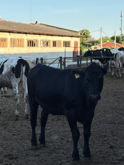 The image depicts a farm scene in Samuilovo, Bulgaria. In the foreground, a black cow stands facing the camera. It has a yellow tag on its left ear with some visible numbers. Behind it, several other cows, some black and white and others black, are visible. The cows are in a dirt enclosure. In the background, a long, low building with several windows can be seen. Trees and the sky are also visible. The overall scene suggests a working farm environment.
