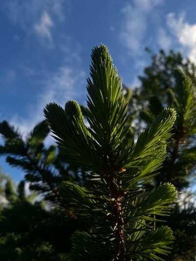 A close-up, low-angle shot captures the vibrant green needles of a pine tree against a bright blue sky dotted with wispy white clouds. The foreground is dominated by a young pine sprig, its needles sharply defined and catching the sunlight. In the background, other pine branches and foliage are softly blurred, creating a sense of depth. The overall impression is one of natural beauty and a clear, sunny day. The location is Vorokhta, Ukraine.