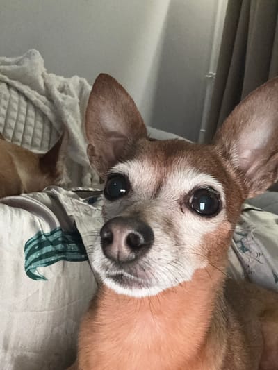 The media file is a close-up, tilted, eye-level shot of a small, fawn-colored dog, likely a Chihuahua, resting on a bed with patterned bedding. The dog's face is prominently featured, with its large, dark eyes and pink nose clearly visible. Its ears are large and expressive. The dog appears relaxed, with its head tilted and its body partially obscured by the bedding. The bedding has a pattern of light green abstract shapes against a neutral background. In the background, a light-colored, textured blanket is visible, along with a hint of horizontal blinds or a similar window covering, suggesting an indoor setting. The lighting appears to be soft and diffused, indicating it could be daytime, possibly morning or evening, but there are no strong shadows to suggest a specific time. The overall mood is calm and intimate, capturing a moment of rest for the pet. There is no visible text in the image.
