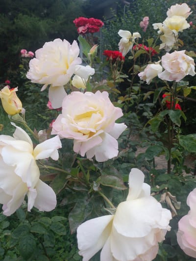 The image captures a close-up view of several blooming roses in a garden setting. The roses are predominantly white and cream-colored, with some having delicate pink hues on their petals. A few red roses are visible in the background, adding a contrasting splash of color. The flowers are in various stages of bloom, from tightly furled buds to fully opened blossoms. Green leaves and stems form a lush backdrop for the flowers. The lighting suggests it could be daytime, possibly overcast given the soft, diffused light. The overall impression is one of natural beauty and tranquility. The scene appears to be outdoors, likely in a garden or park in Kasumkent, Russia, judging by the location context. No people or text are visible in the image.