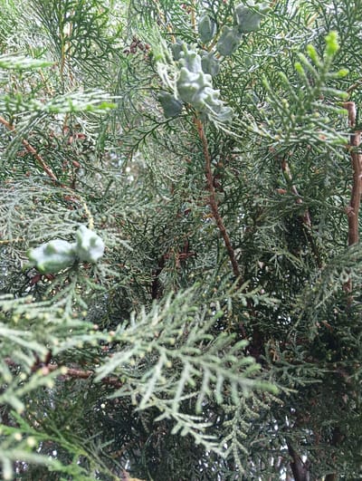 This media file is a close-up, eye-level shot of the foliage and cones of a coniferous tree. The scene is dominated by various shades of green, with brown branches interspersed throughout. Several light green, somewhat conical-shaped cones are visible, some in clusters. The texture of the foliage is fine and feathery, with many small, scale-like leaves. The overall impression is of a dense evergreen plant. The lighting suggests it is daytime, with the natural light filtering through the branches. There are no people or discernible objects other than the tree itself. The setting appears to be outdoors, likely a natural environment or a garden, given the subject matter. The location context provided is Bayandai, Kazakhstan. No text is visible in the image.