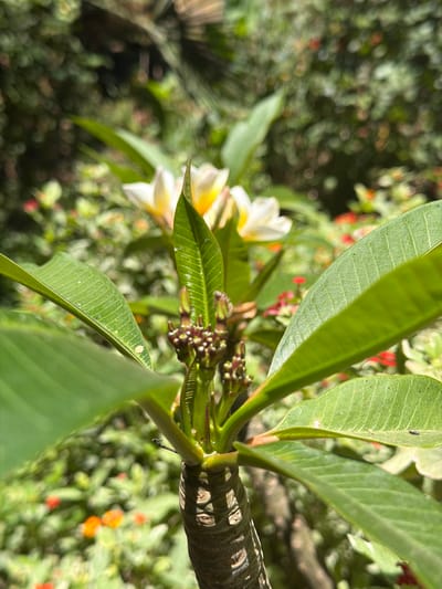This is a close-up, eye-level, vertical outdoor photograph of a plumeria plant's branch and leaves in Beer Tuvia Regional Council, Israel. The foreground is dominated by the lush green leaves of the plumeria, with a few delicate white and yellow plumeria flowers visible to the left. The plant's branch, textured and brown, runs diagonally from the right to the center of the image. Numerous small, dark buds are clustered at the base of the flowers and leaves, suggesting the plant is in bloom or preparing to bloom.
The background is softly blurred, showcasing a vibrant garden setting with hints of other foliage and small red and orange flowers. The lighting suggests it is daytime, possibly morning or afternoon, with the sun casting a gentle glow on the leaves. The overall impression is one of natural beauty and tranquility, capturing a moment of serene growth in a garden. There is no visible text in the image.