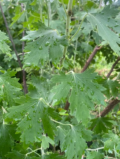 This media file depicts a close-up view of several green leaves, some of which are wet with water droplets, suggesting recent rain or dew. The leaves have a palmate shape with serrated edges and prominent veins. The scene appears to be outdoors, with blurred green foliage and brown branches in the background.

The focus is on the texture and details of the leaves, with some small insects, possibly ants, visible on one of the stems. The lighting suggests it might be daytime, but the overcast conditions implied by the water droplets might indicate a cloudy or post-rain atmosphere. The setting is natural, likely a garden or wooded area, given the presence of plants and branches. There is no text visible in the image. The overall mood is natural and serene. The location context provided is Vălcineț, Moldova.