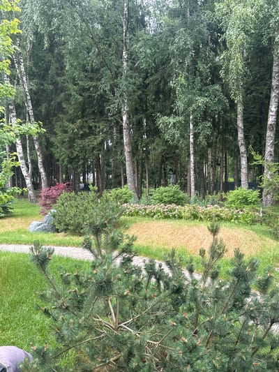 This media file depicts a lush, green outdoor scene, likely a garden or park, in Uyut, Russia. The image is oriented vertically, with the foreground dominated by the dense foliage of a pine tree. Its branches, laden with needles and small cones, extend into the frame, creating a natural canopy.

Beyond the pine, a paved pathway winds through well-maintained grass. Adjacent to the path, a line of vibrant pink flowers adds a splash of color, bordered by various green shrubs and trees. In the background, a dense forest of tall trees, including birch trees with their distinctive white bark, creates a sense of depth and tranquility. The lighting suggests it is daytime, with soft, diffused light indicating an overcast or lightly shaded sky. No people or specific objects are clearly discernible, making the focus solely on the natural beauty of the setting. The overall impression is one of peaceful serenity and natural abundance. There is no visible text in the image.