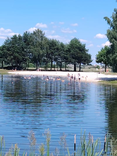 The image depicts a sunny day at a lake with a sandy beach, situated in Malaryta, Belarus. In the foreground, the rippling surface of a calm lake reflects the blue sky and white clouds, with reeds and tall grasses growing along the edge. The middle ground features a sandy beach crowded with people of various ages enjoying a summer day. Some individuals are in the shallow water, swimming or wading, while others are seated or standing on the sand. Several inflatable rings and yellow flotation devices are visible in the water, suggesting recreational activities. In the background, a dense line of trees forms a backdrop to the beach, with a few buildings and open fields visible beyond the tree line. The overall scene conveys a leisurely and active atmosphere typical of a popular lakeside recreation area.