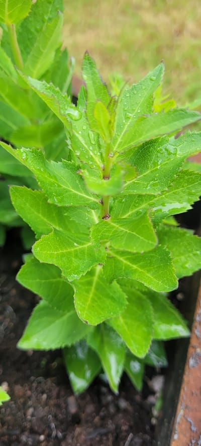 A close-up, vertically oriented photograph captures a vibrant green plant with serrated leaves, some of which glisten with water droplets, suggesting recent rain or watering. The plant's stem is visible, with leaves emerging in an opposite, decussate arrangement. The background is blurred, with patches of soft green and brown, indicating an outdoor setting. The bottom portion of the image reveals dark soil and a rusty-colored edge of a container, likely a planter. The scene is devoid of any human presence or activity. This image was taken in Dietzenbach, Germany.